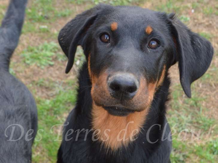 Alinéa, belle femelle Beauceron noir et feu à vendre