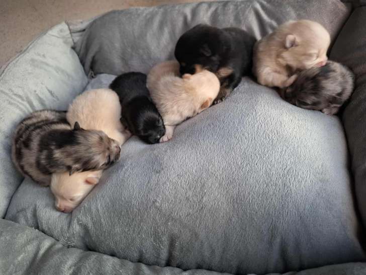 Chiots Spitz nains et petits à vendre