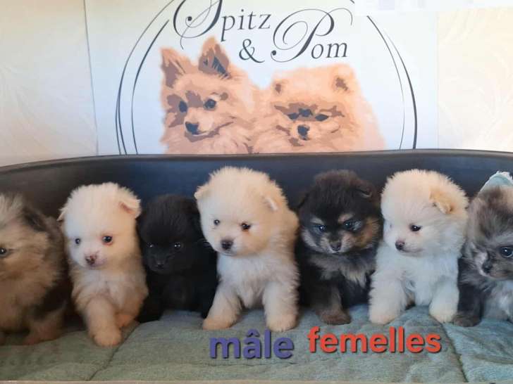 Chiots Spitz nains et petits à vendre