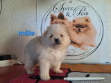 Chiots Spitz nains et petits à vendre
