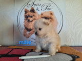 Chiots Spitz nains et petits à vendre