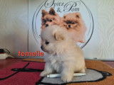 Chiots Spitz nains et petits à vendre