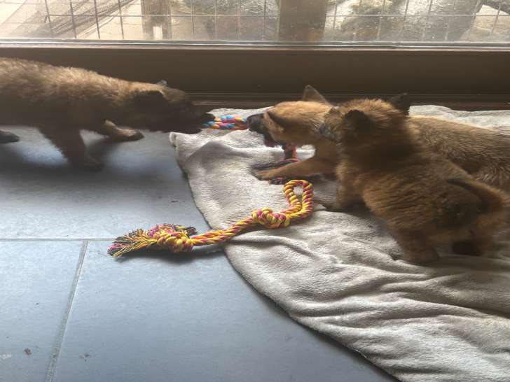 Chiots Malinois à vendre