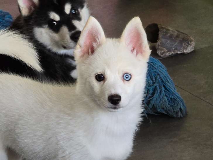 Chiot pomsky F3  toy à vendre