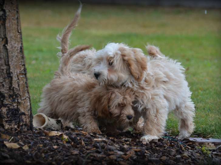 Chiots Maltipoo