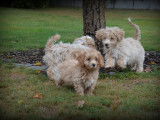 Chiots Maltipoo