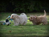 Chiots Maltipoo