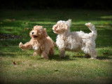 Chiots Maltipoo