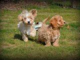 Chiots Maltipoo