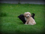 Chiots Maltipoo