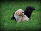 Chiots Maltipoo