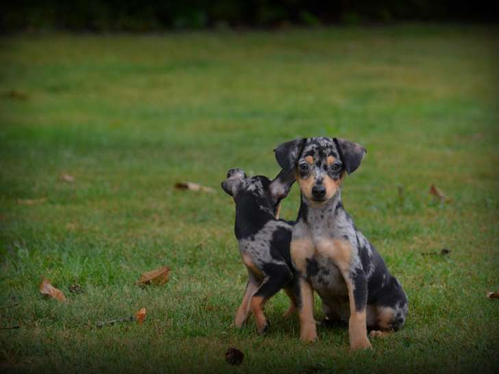 Chiots Pinscher
