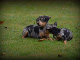 Chiots Pinscher
