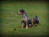 Chiots Pinscher