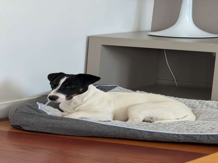 Mâle Jack Russel LOF de 1 an disponible pour saillie