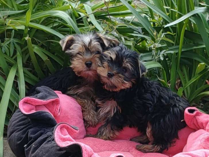 Chiots de type Yorkshire Terrier à vendre
