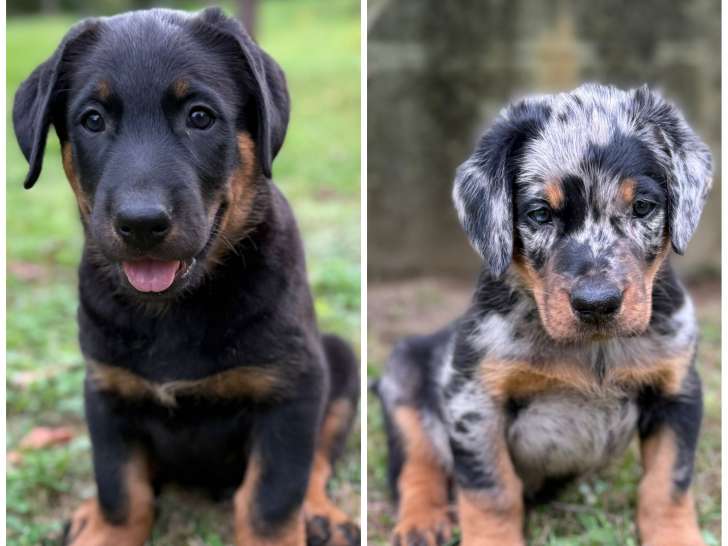 Chiots