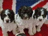 Chiots Lagotto Romagnolo à vendre