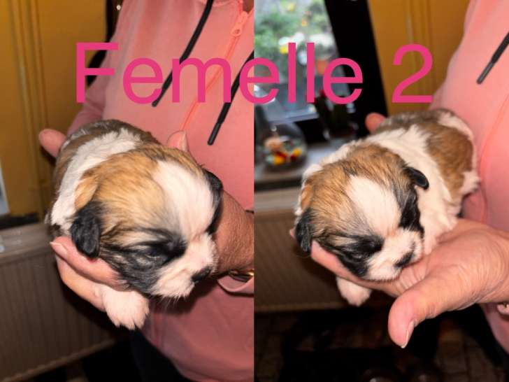 Adorables chiots Shih Tzu à réserver
