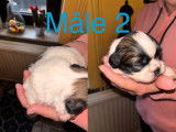 Adorables chiots Shih Tzu à réserver