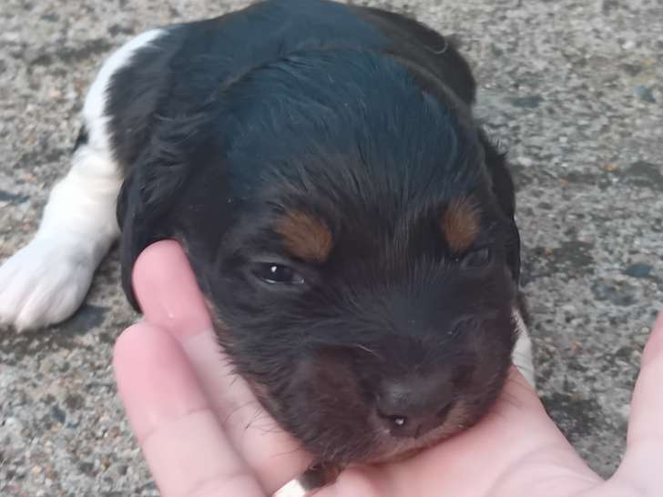 Chiot