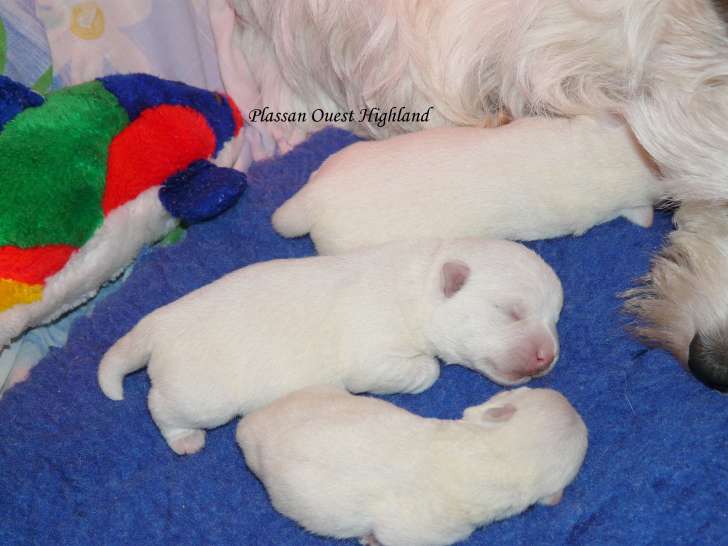 Chiots Westie LOF de lignées de champions de beauté à naître