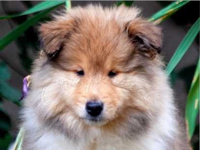 Chiots de race Colley à Poil Long à vendre (2 femelles & 4 mâles)