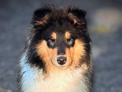 Chiots de race Colley à Poil Long à vendre (2 mâles)