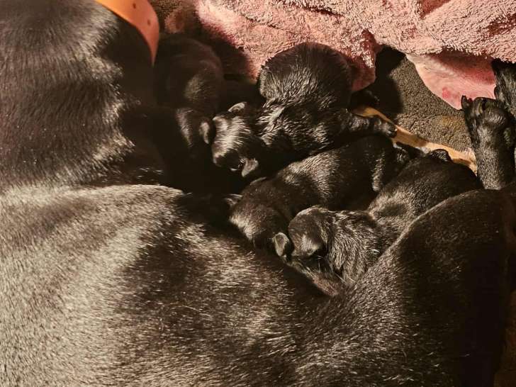 Chiots de race Staffordshire Bull Terrier à vendre (2 femelles & 4 mâles)