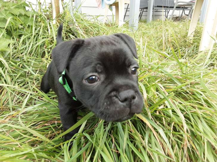 Chiots de race Staffordshire Bull Terrier à vendre (2 femelles & 4 mâles)