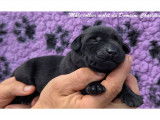 Chiots Labrador LOF à vendre