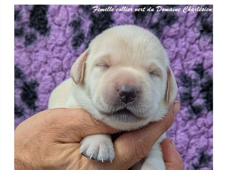 Chiots Labrador LOF à vendre