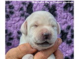 Chiots Labrador LOF à vendre