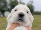Chiot Golden Retriever inscrit au LOF. Parents testés.