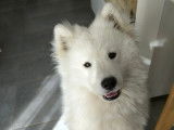 Recherche mâle Samoyède pour saillie