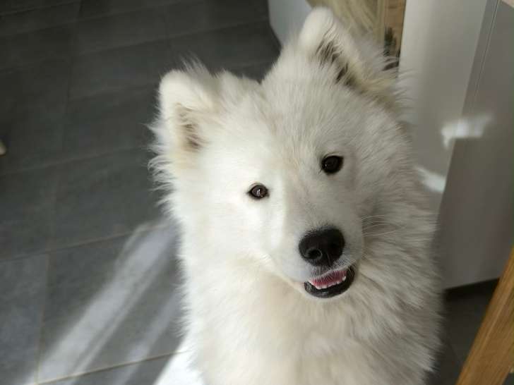 Recherche mâle Samoyède pour saillie