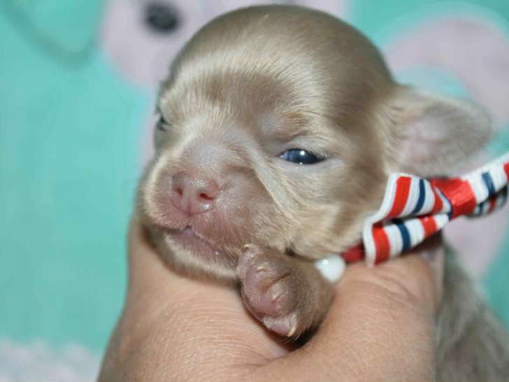 Superbes chiots Chihuahua bleus et lavande à poil long à vendre