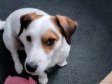 Mâle Jack Russel disponible pour saillie
