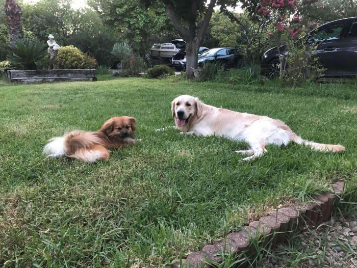 Mâle Golden Retriever LOF disponible pour saiilie