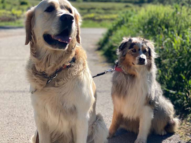 Mâle Golden Retriever LOF disponible pour saiilie