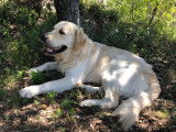 Mâle Golden Retriever LOF disponible pour saiilie
