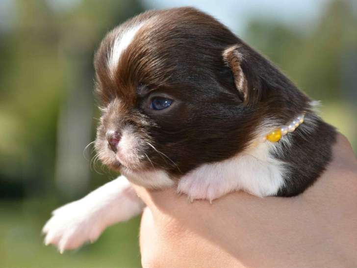 Somptueux mâle Chihuahua à poil long avec pedigree à vendre