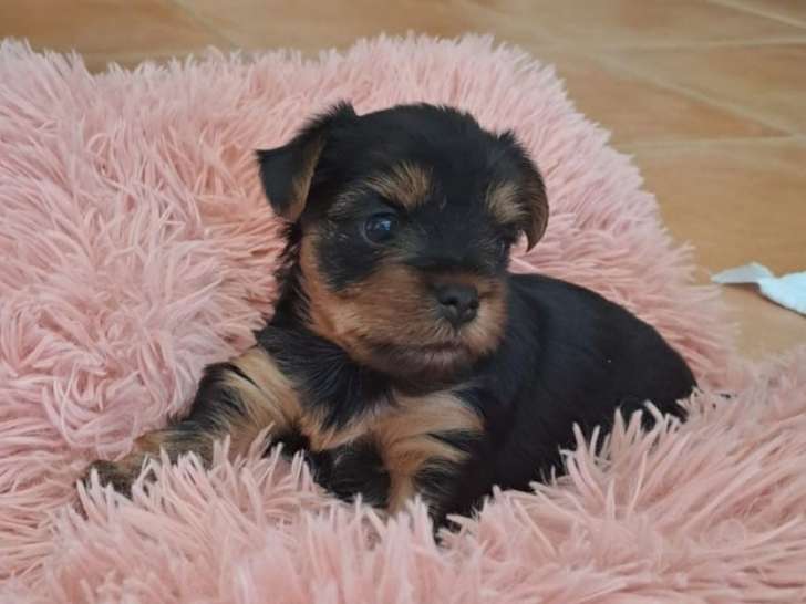 La petite Tara