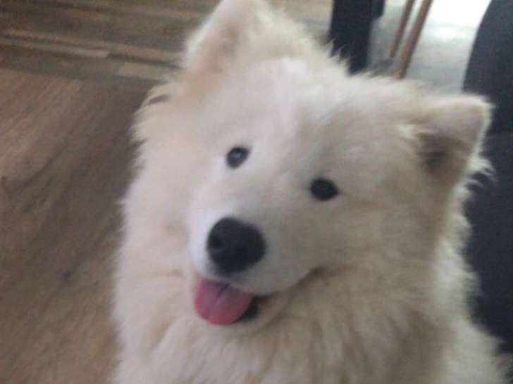 Chienne adulte de race Samoyède à vendre
