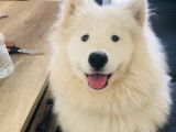 Chienne adulte de race Samoyède à vendre