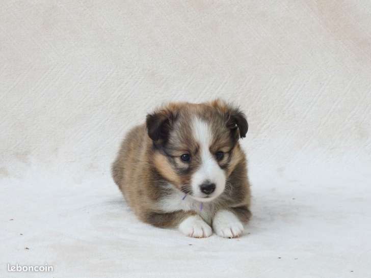 À réserver, 5 chiots Berger des Shetlands LOF nés fin juillet 2025, 3 mâles et 2 femelles
