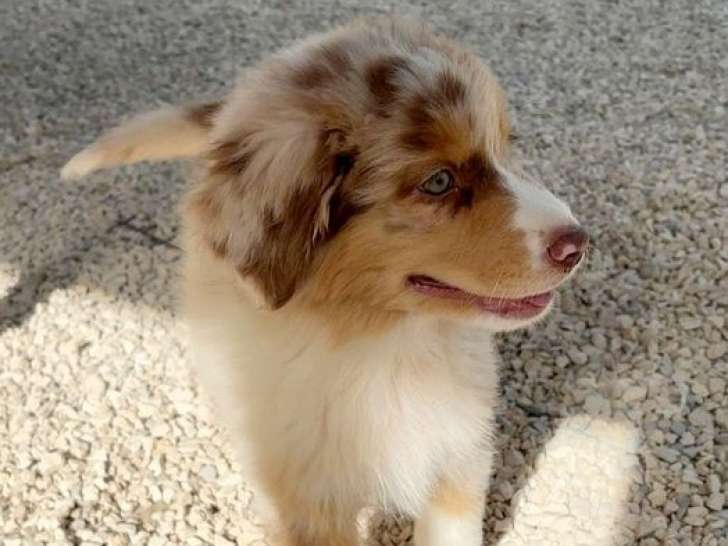 Réservation ouverte pour 4 chiots Berger Australien LOF nés le 26 juin 2025, 1 mâle et 3 femelles  aux couleurs diverses
