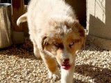 Réservation ouverte pour 4 chiots Berger Australien LOF nés le 26 juin 2025, 1 mâle et 3 femelles  aux couleurs diverses