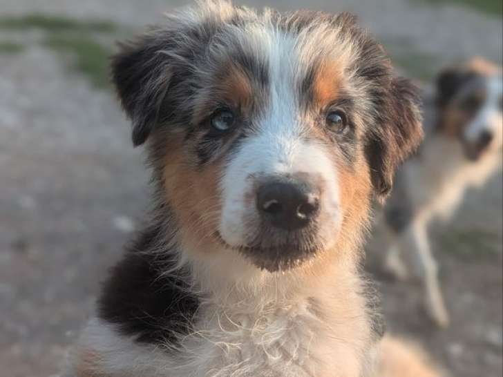 À vendre, 1 chiot mâle Berger Australien LOF né le 28 avril 2025, bleu merle