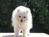 1 femelle Spitz Japonais LOF mise en vente, née le 31 mai 2025, blanche